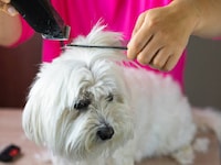 Dog Hair Trimmers