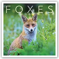 Picture of Foxes Square Wall Calendar 2022: Original Carousel-Kalender