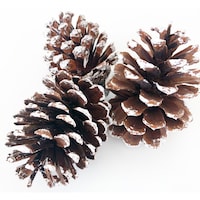 Foundations Decor Tiered Tray Add On Pinecones, Frosted, 3Packs