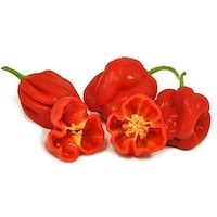 Fresh Habenero Peppers, 4kg, Red, 540 Pieces - Carton