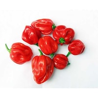 Picture of Rwanda Fresh Habanero Pepper, Red, 4kg
