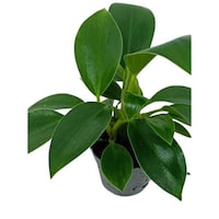 Picture of Brook Floras Fresh Philodendron White Measures Plant