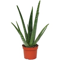 Picture of Brook Floras Fresh Aloe Vera Plant