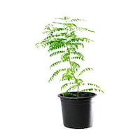 Picture of Brook Floras Fresh Curry Leaves Plant
