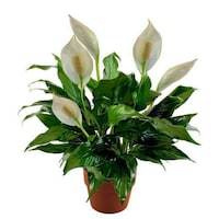 Picture of Brook Floras Fresh Spathiphyllum Plant