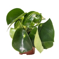 Picture of Brook Floras Fresh Peperomia Raindrop Plant