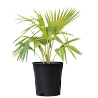 Brook Floras Fresh Livistona Palm Plant