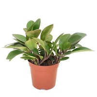 Picture of Brook Floras Fresh Peperomia Black Plant