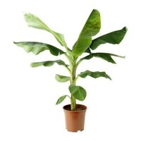 Picture of Brook Floras Fresh Banana - Tree Plant