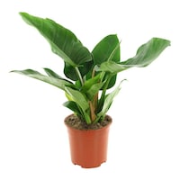 Picture of Brook Floras Fresh Philodendron Plant