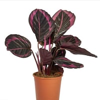 Picture of Brook Floras Fresh Calathea Roseopicta Plant