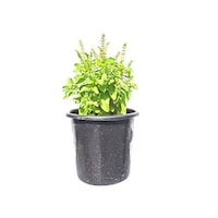 Picture of Brook Floras Fresh Holy Basil Plant