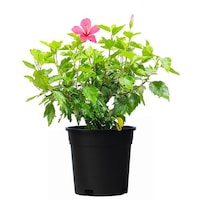 Picture of Brook Floras Fresh Hibiscus Plant, Red
