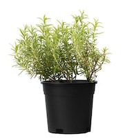 Brook Floras Fresh Rosemary Outdoor Plant