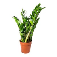 Picture of Brook Floras Fresh Zamioculas Zamiifolia Plant