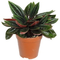 Picture of Brook Floras Fresh Peperomia Napoli Nights Plant