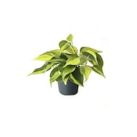 Picture of Brook Floras Fresh Philodendron Brasil Plant