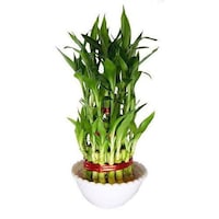 Picture of Brook Floras Fresh Lucky Bamboo Plant