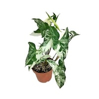 Brook Floras Fresh Syngonium Albo Variegata Plant