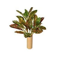 Picture of Brook Floras Fresh Croton Petra Plant