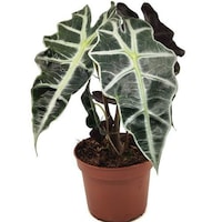 Picture of Brook Floras Fresh Alocasia - Polly Plant