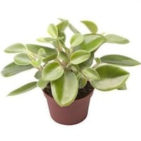 Picture of Brook Floras Fresh Peperomia Pixie Arenal Plant