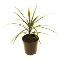 Picture of Brook Floras Fresh Dracaena Magenta Plant