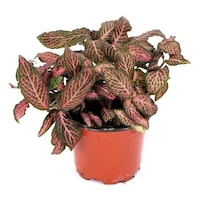 Picture of Brook Floras Fresh Fittonia Pink Plant
