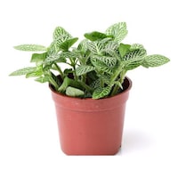 Picture of Brook Floras Fresh Fittonia Green Plant