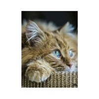 Picture of BP A Cat Mouse Pad, 8.63 x 7.04inch