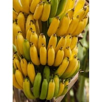 Picture of Crinnod Apple Bananas, 5kg