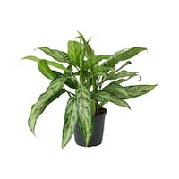 Aglaonema 'Silver Queen' Indoor Plant (Evergreen)