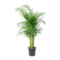 Chrysalidocarpus Lutescens Indoor Plant (Areca Palm)