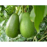 Fresh Kenya Fuerte Avocado, 12-20 Sizes, Box of 4kg