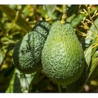 Picture of Fresh Kenya Hass Avocado, 14-22 Sizes, Box of 4kg