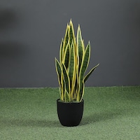 Picture of Pan Sansevieria Potted Plant, Green & Yellow