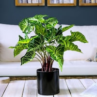 Pan Decorative Philo Plant, Green