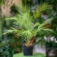 Pan Palm Tree, 75cm, Green