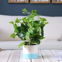 Pan Emirates Ivy Leaves Plant Green, 37 cm