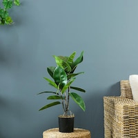 Picture of Pan Rubber Plant, Green