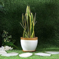 Picture of Pan Mario Ceramic Planter with Saucer, White