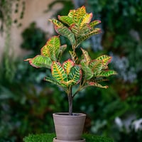 Picture of Pan Croton Tree, 65cm, Yellow & Green