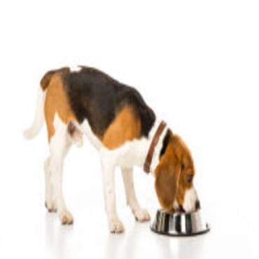 Picture for category Dog Feeding