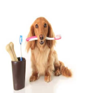 Picture for category Pet Health Care & Hygiene
