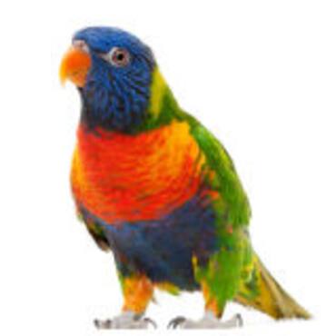 Picture for category Bird Supplies