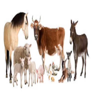 Picture for category Farm Animal Supplies