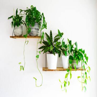 Picture for category Plant Shelves