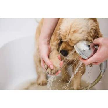 Picture for category Pet Cleaning Wipes