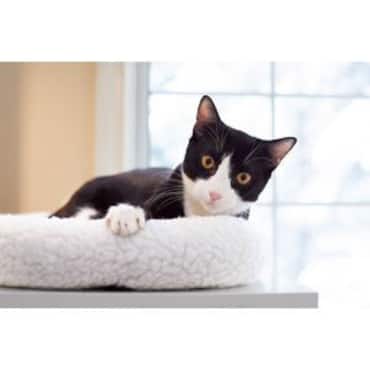 Picture for category Cat Beds & Mats