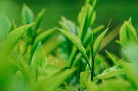 Koperative Green Leaf
